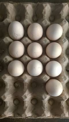 100% Fertile Muska Lakha, Bengum Aseel, Hera or Dasi Fresh Eggs 4 sale