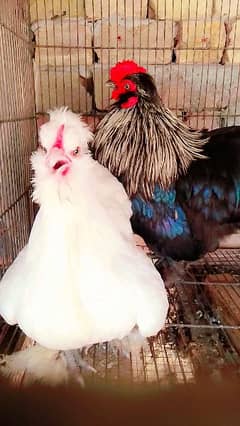 crown Bantam pure breed healthy and Active available