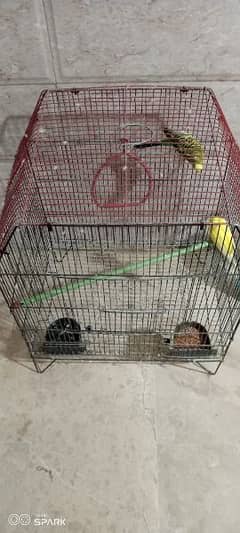 Australian parrot with cage