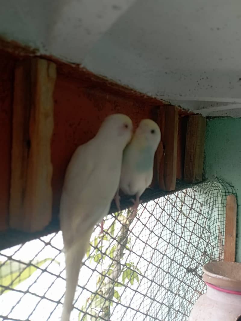 bugies (AUSTALIAN PARROT) 10