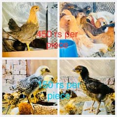 Golden|Misri|Pathi|female|Chicks|Desi egg laying hen| Murgi|chuzay