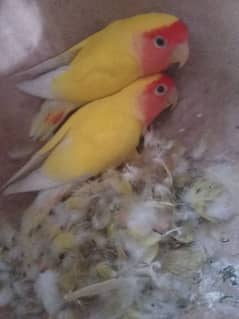 lutino breeder pair