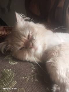 Persian cat triple coat