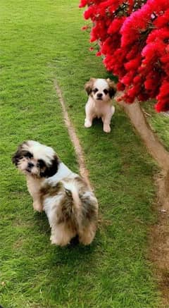 shitzu non pedigree puppies