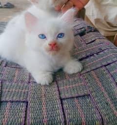 persian cat triple coated blue eyes