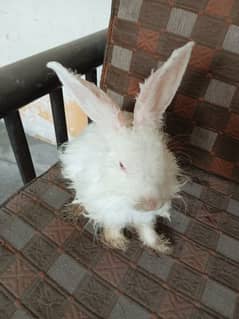 White Angora