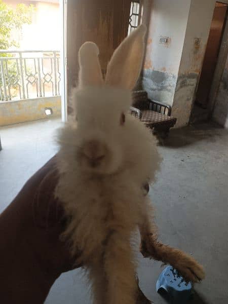 White Angora 2