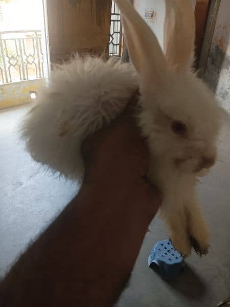 White Angora 3