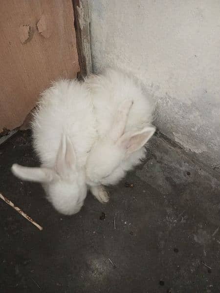 White Angora 4