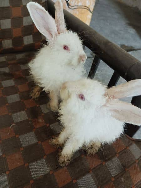 White Angora 8