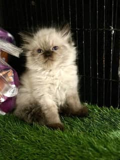 Himalayan kitten Blue Eyes / Punch Face