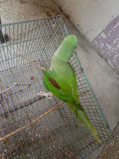 Raw full jombo size parrot for sale 03054636833