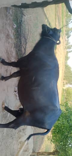 Bhains / Gae / cow for sale 0