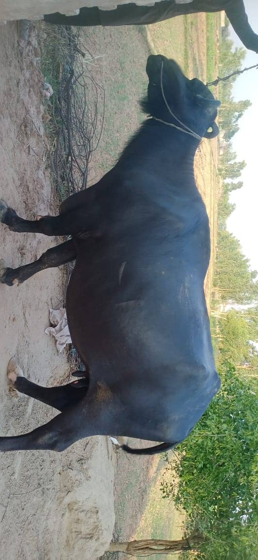 Bhains / Gae / cow for sale 1