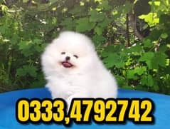 Pure teacup pomeranian Puppy 03334792742