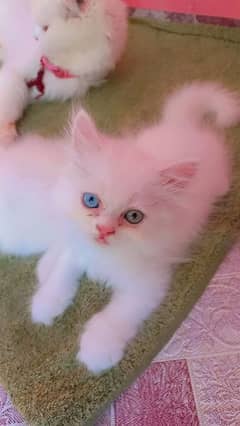 Punch And Doll Face Kitten With Odd Eye Colour Avail CFA Blood Line