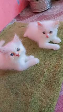 CFA bloodline male kittens of 55 days 1 odd eye 1 blue eye