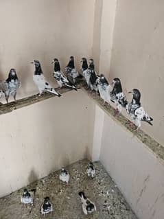 Teddy pigeons Bacha 26