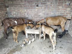 makhi cheeni / beetal / dogli / bakri / dodh wa bakri/ Goat for sale /