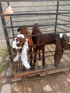 2 nagra bachy male and female