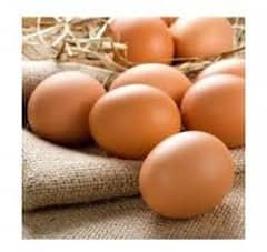 lohman Brown Eggs For sale pure Organic