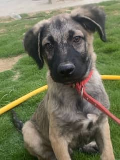 kangal dog