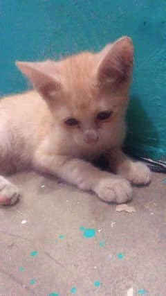 doll face 4 cats for sale n active