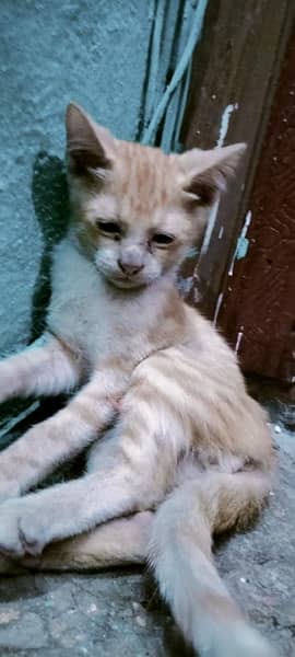 doll face 4 cats for sale n active 5