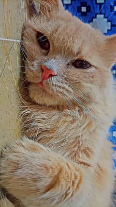 Persian kitten & 1year neutered cat Urgent sell & cat food home made