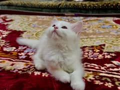 Persian Female Kittens