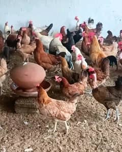 Golden Misri hen for sell 0*3*2*9*8*6*4*2*4*5*7