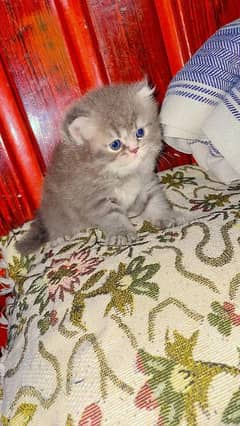 Pure Persian kitten Available