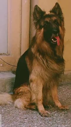 German shephered long coat pedigree male available Only for Stud