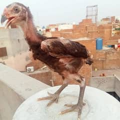 blue shamo chicks#contact 03254288981# or ak pire aseel ha healthy act