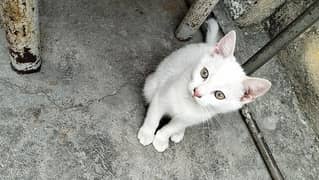 white kitten 3 months