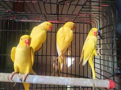 Yellow ringneck  Two breeders pairs