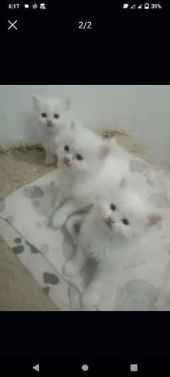 persion white kitten