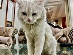 Persian Blue Eyes Adorable Cat up for Adoption 0