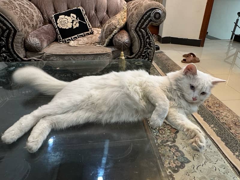 Persian Blue Eyes Adorable Cat up for Adoption 1