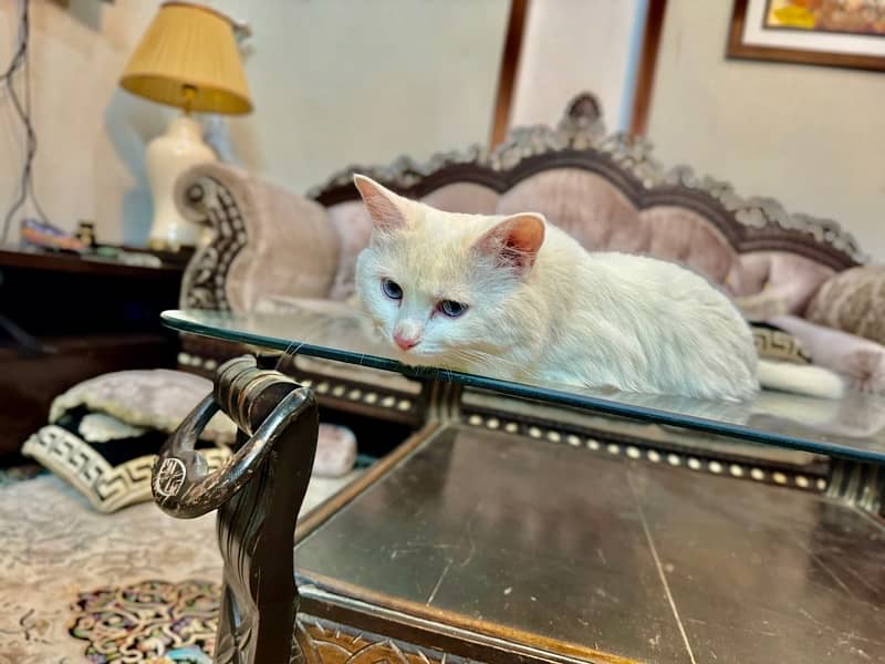 Persian Blue Eyes Adorable Cat up for Adoption 2