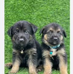 German shapeard puppies