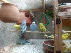 Australian parrot  breeder pair