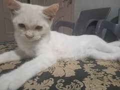 persian cat