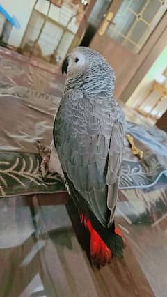 African grey parrots