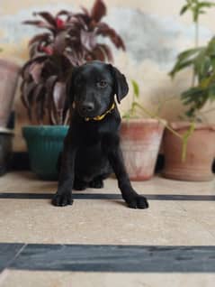 Labrador retriever female