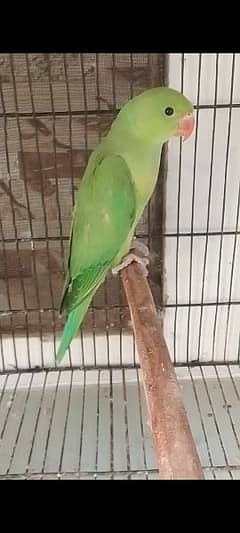 Ringneck Parrot