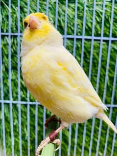 singing Canary male available