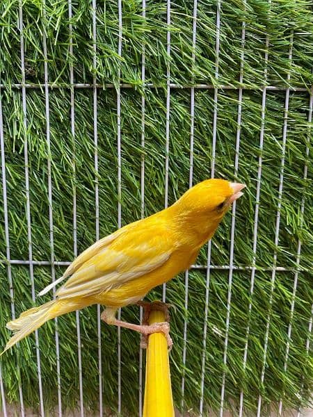 singing Canary male available 1