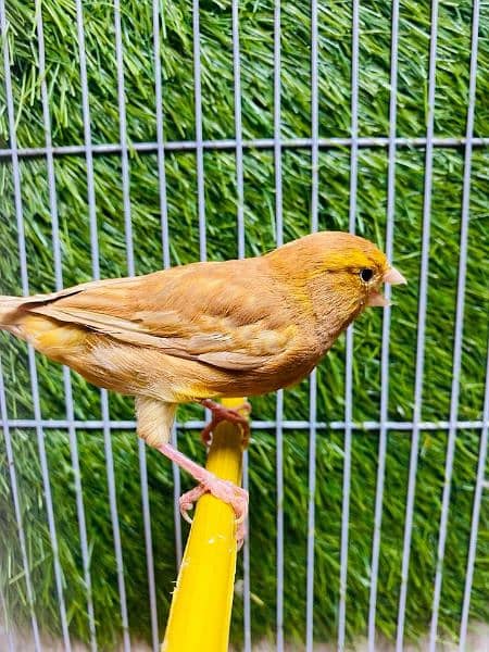 singing Canary male available 2