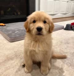 pedigreed golden retriever puppy imported bloodline available